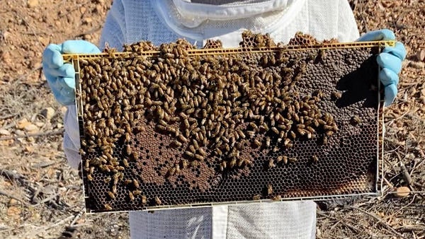 honeybee health