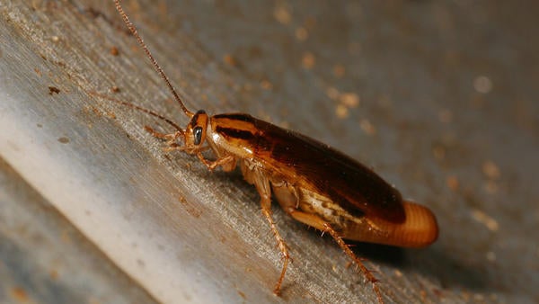 cockroaches22
