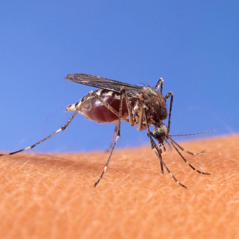 Mosquito