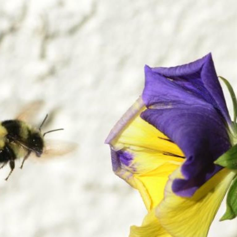 Bombus melanopygus