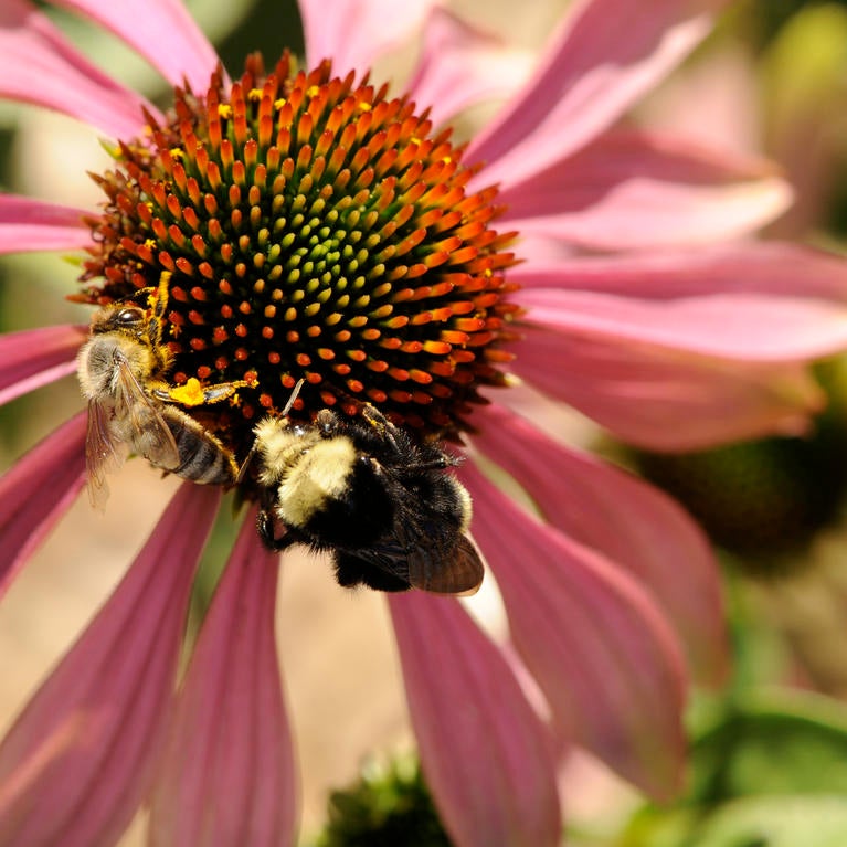 Apis mellifera
