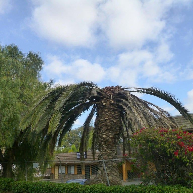 California Palm Tree
