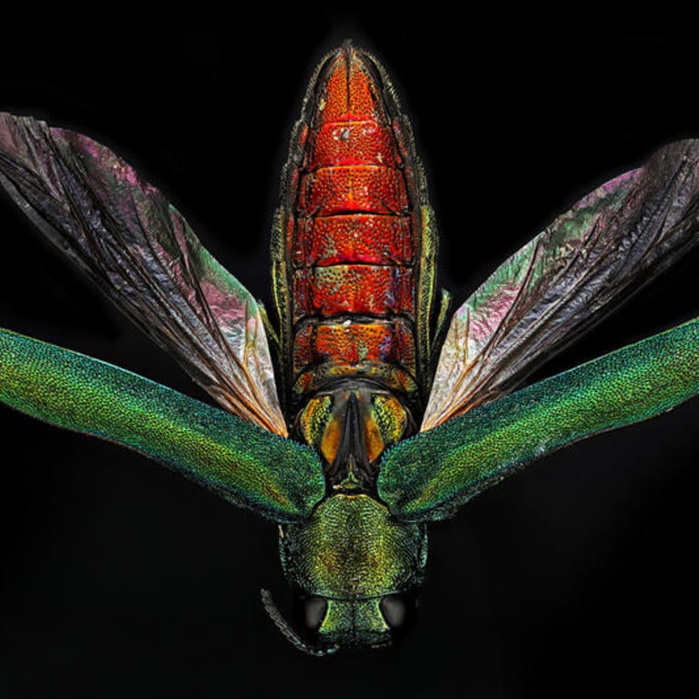 Emerald Ash Borer