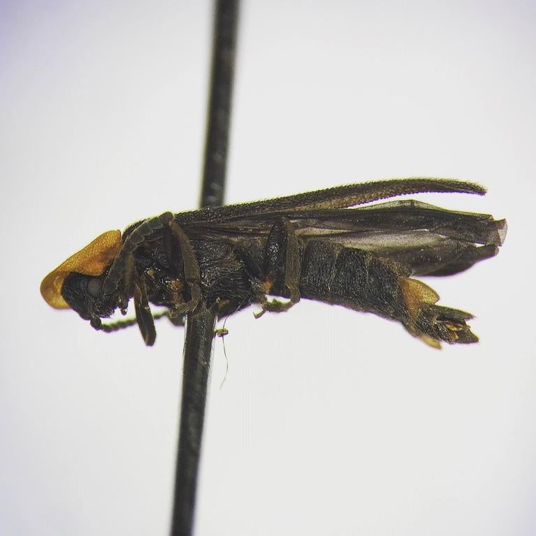 firefly