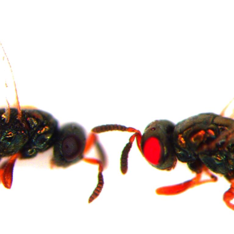 Mutant Wasps