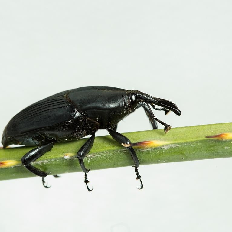 South American Palm Weevil