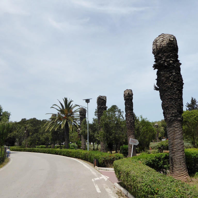 Dead palm trees