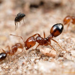 solenopsis.ant_.with_.phorid.fly