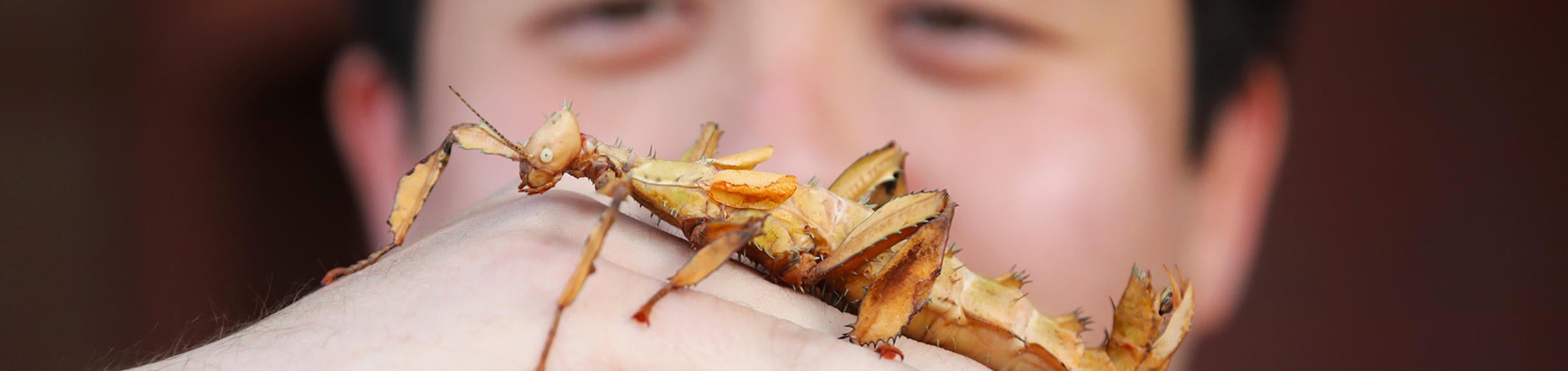 Spiny leaf insect (c) UCR / Stan Lim