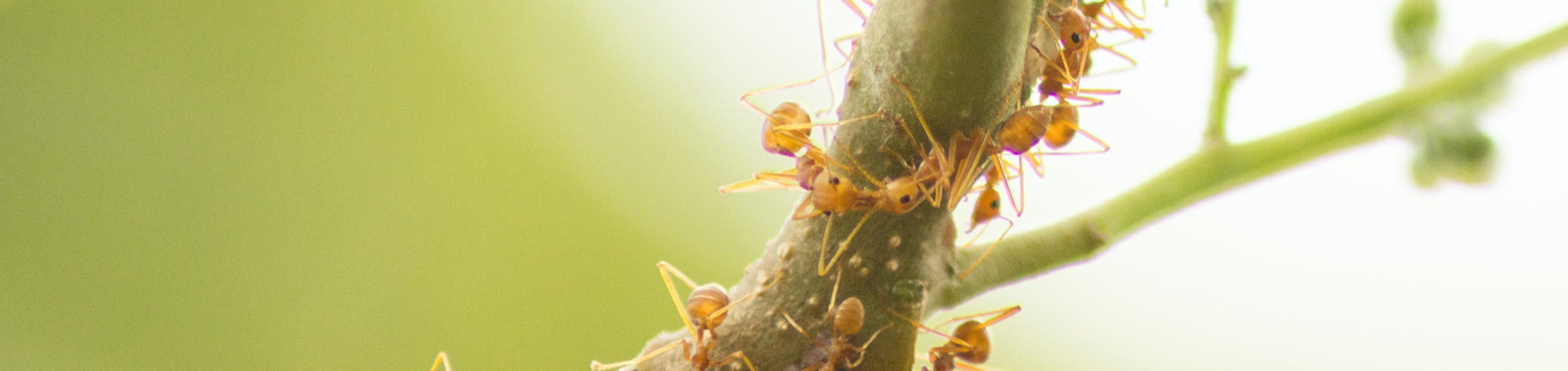 ants and aphids (c) Topcools Tee unsplash