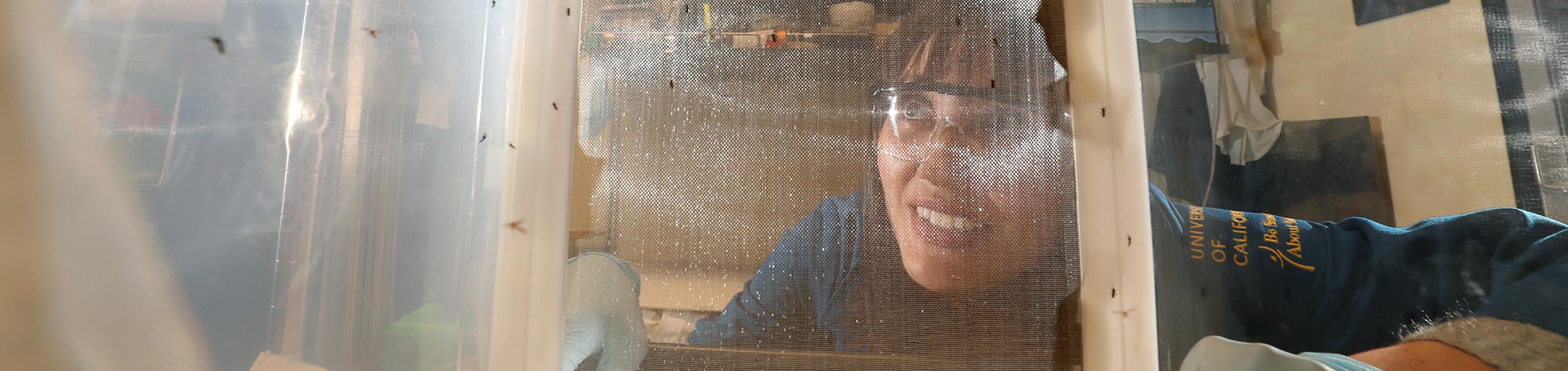 Mosquitoes research