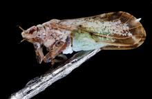 Asian citrus psyllid