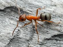 Ants