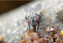 House Fly