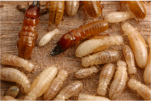 Termites