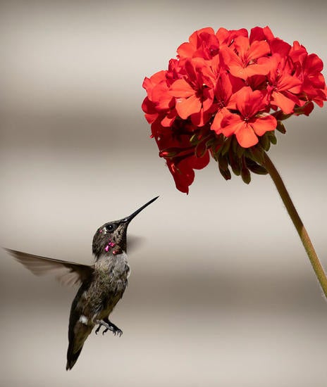 hummingbird rankin