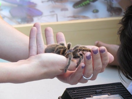 hands holding a tarantula
